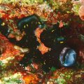 クマドリカエルアンコウ