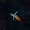 ハタタテハゼ