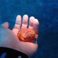 アサヒガニ