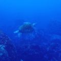 アオウミガメ