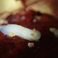 キヌハダウミウシの仲間