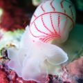 ベニシボリガイ