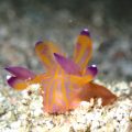 クチナシツノザヤウミウシ