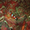 ツユベラ幼魚