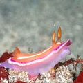 シロタスキウミウシ