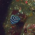タテジマキンチャクダイ幼魚