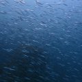 キビナゴの群れ