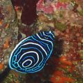 タテジマキンチャクダイ幼魚