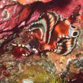 ヒレボシミノカサゴ幼魚