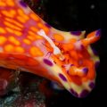 ウミウシカクレエビ