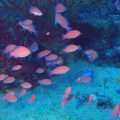 アカオビハナダイ幼魚