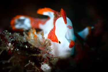 クマドリカエルアンコウ