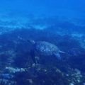 アオウミガメ