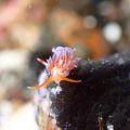 ミノウミウシの仲間