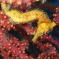 オオウミウマ