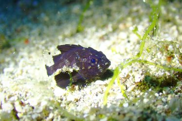 ヒレボシミノカサゴ幼魚