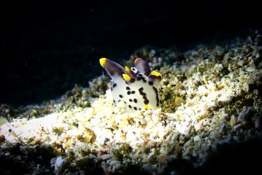 ツノザヤウミウシ