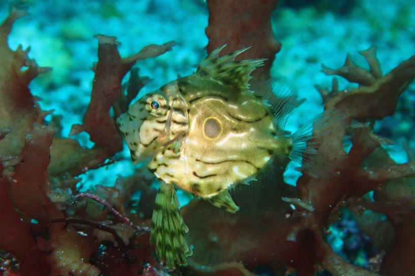 マトウダイ幼魚