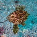 マトウダイ幼魚