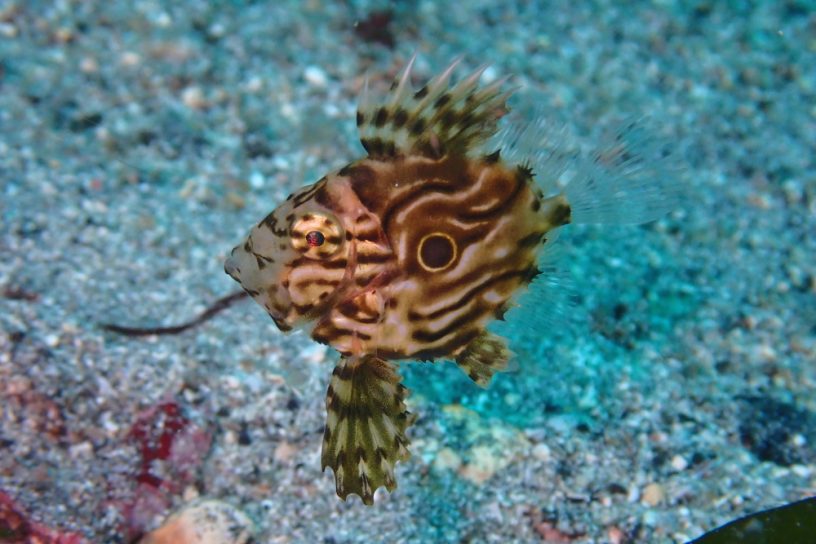 マトウダイ幼魚