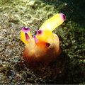 クチナシツノザヤウミウシ