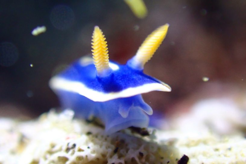 アオウミウシ