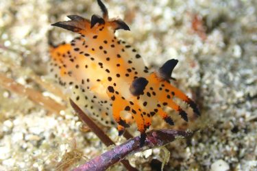 フジタウミウシSP3