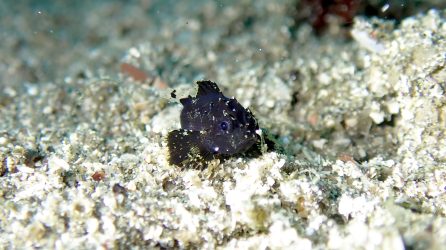 ヒレナガカサゴ幼魚
