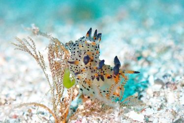 フジタウミウシsp