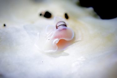 コンシボリガイ