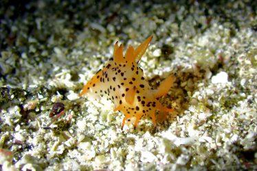 フジタウミウシの仲間