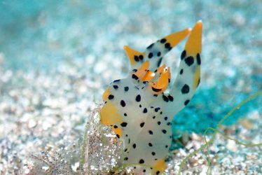 ツノザヤウミウシ