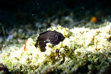 ヒレナガカサゴ幼魚