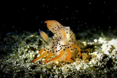 フジタウミウシ