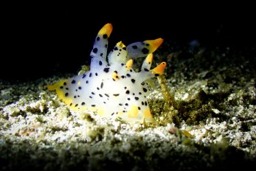 ツノザヤウミウシ