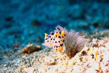 ツノザヤウミウシ