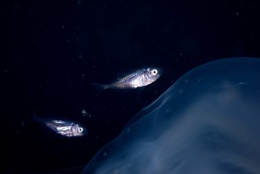 ハナビラウオ