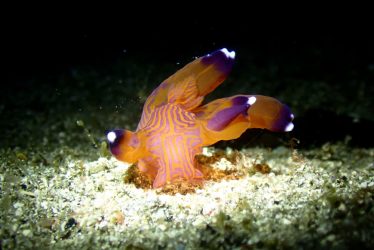 クチナシツノザヤウミウシ