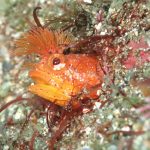 どんな生物が見られるか毎日楽しみ！