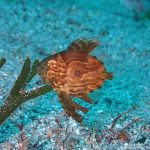 まだまだおススメ生物揃ってます！