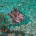 クチナシツノザヤウミウシ祭り