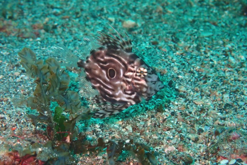 マトウダイ幼魚
