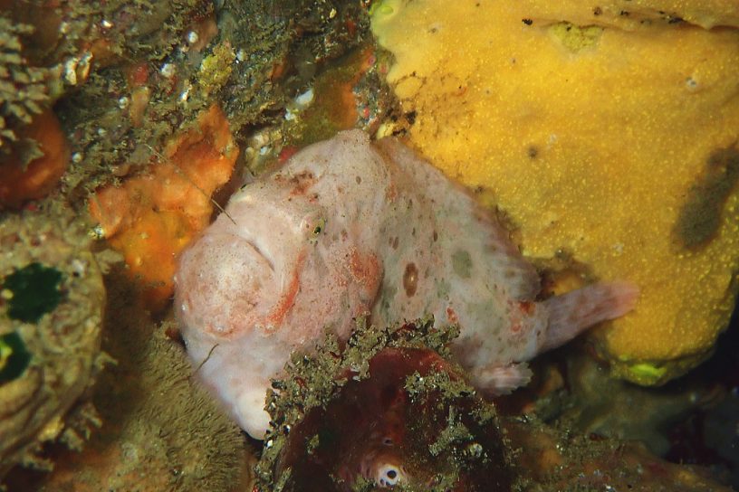 ベニカエルアンコウ