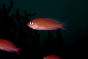 アカオビハナダイ