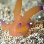 全員で見れたクチナシツノザヤウミウシ☆