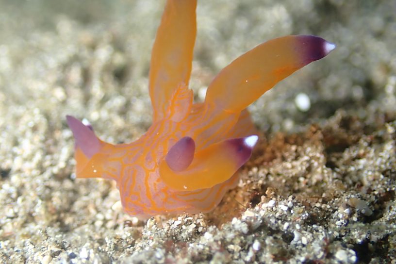 クチナシツノザヤウミウシ