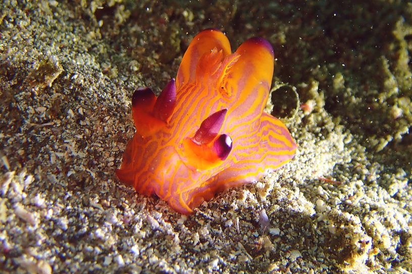 クチナシツノザヤウミウシ