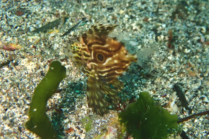 マトウダイ幼魚