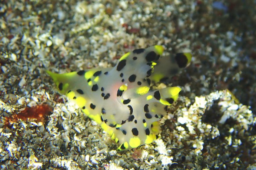 ツノザヤウミウシ