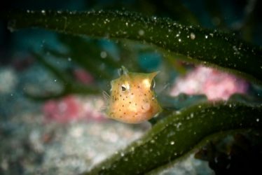 コンゴウフグ幼魚